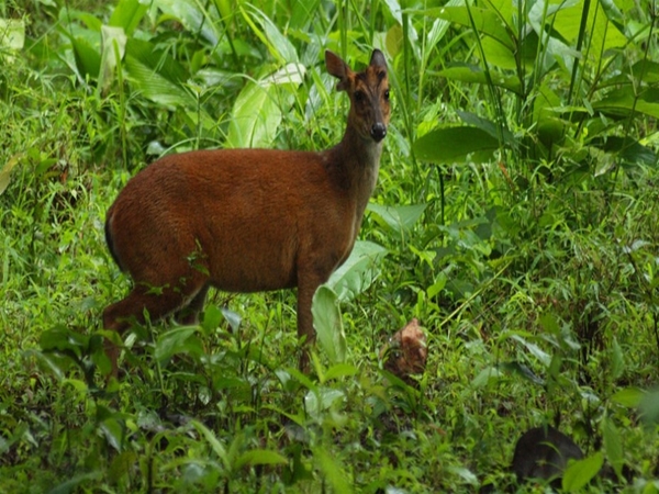 கான்க்லங் வனவிலங்கு சரணாலயம் 