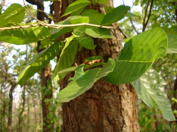 சுற்றுலாப் பயணம்