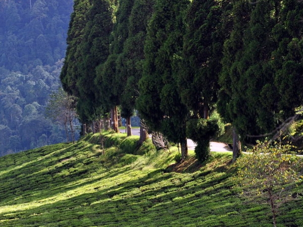  ஷின்பா ரோடோடென்ட்ரான் பூங்கா