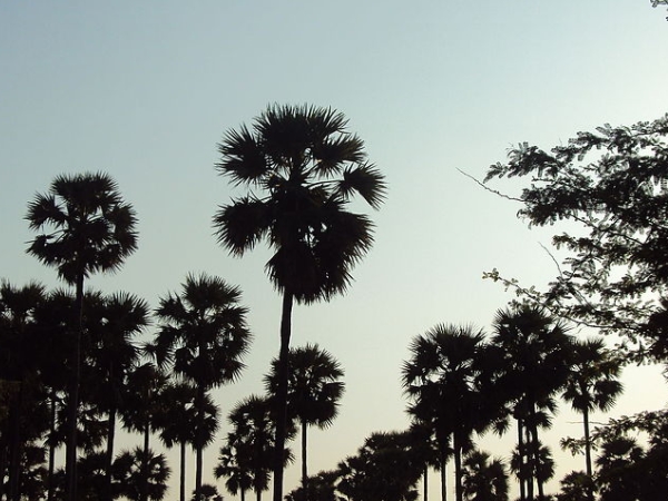 திருநெல்வேலி