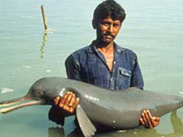 விக்ரம்ஷீலா கங்கை டால்பின் சரணாலயம் விக்ரம்ஷீலா கங்கை டால்பின் சரணாலயம்