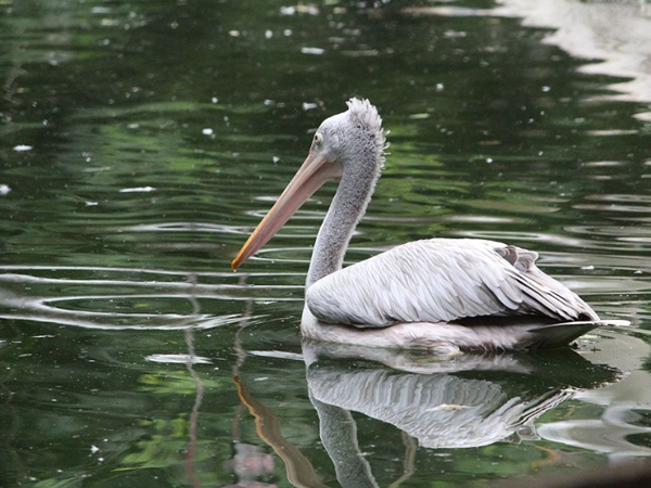 கிண்டி தேசிய பூங்கா