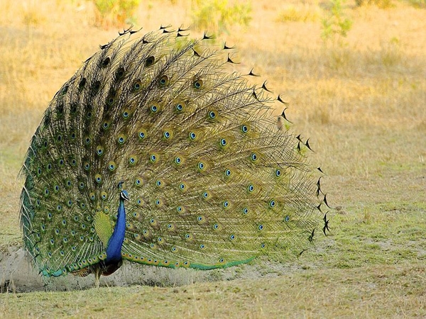 மென்மையான காதலர்கள்
