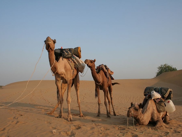 பாலைவனக் கப்பல்