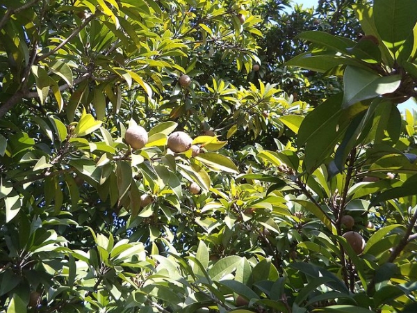 ஜெல்லி பழங்கள்