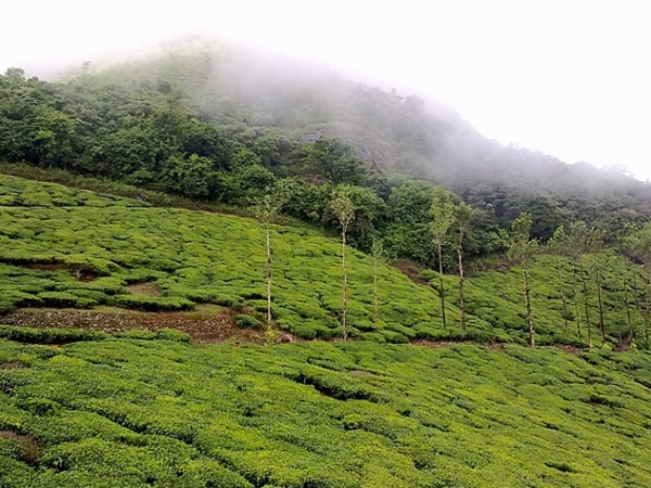 பசுமைத் தோட்டங்கள் 