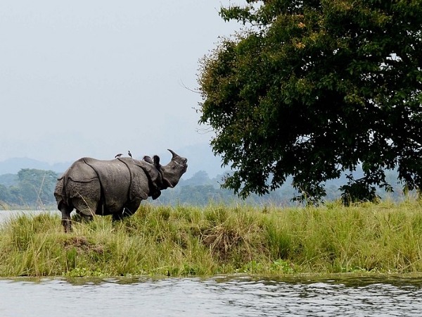 ஆண்மை கூட்டும் கொம்பு ஆண்மை கூட்டும் கொம்பு
