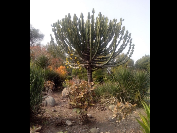 பைன் காடுகள்