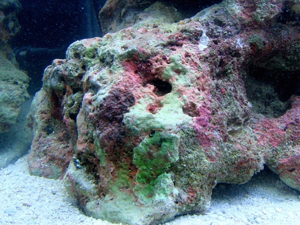 பவளப்பாறைகள் 