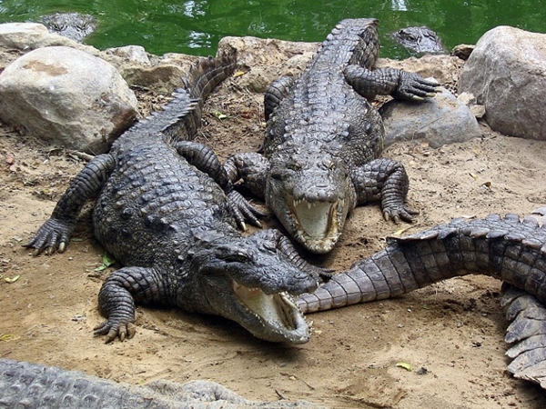 முதலை பூங்கா