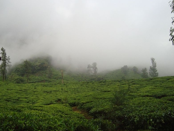 தொட்டு தொட்டு பேசும் தென்றல்...