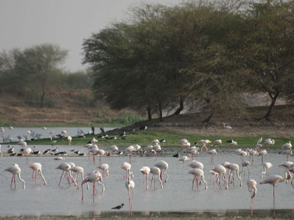 போர்பந்தர் பறவைகள் சரணாலயம் 