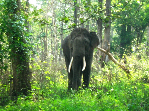 உயிரினங்கள் உயிரினங்கள்