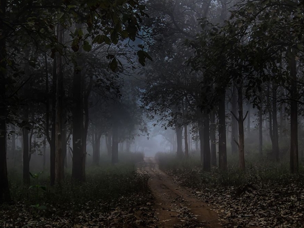 தேவதாரு மரக்காடு