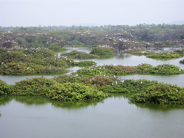 வேடந்தாங்கல் பறவைகள் சரணாலயம் வேடந்தாங்கல் பறவைகள் சரணாலயம்