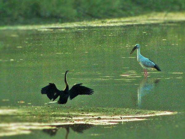 மற்ற உயிரினங்கள்