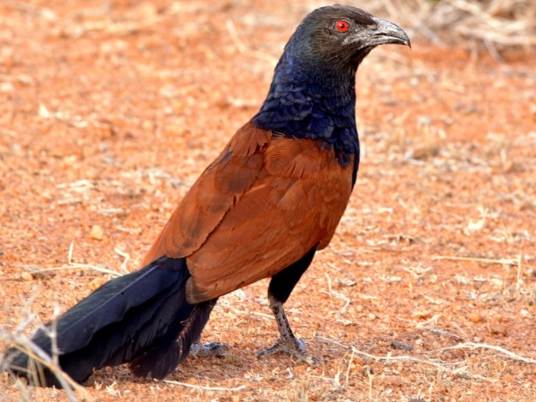 பறவை வகைகள்