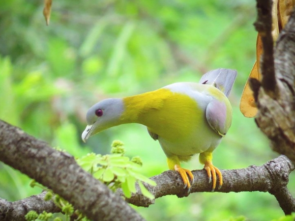 முங்கர் 