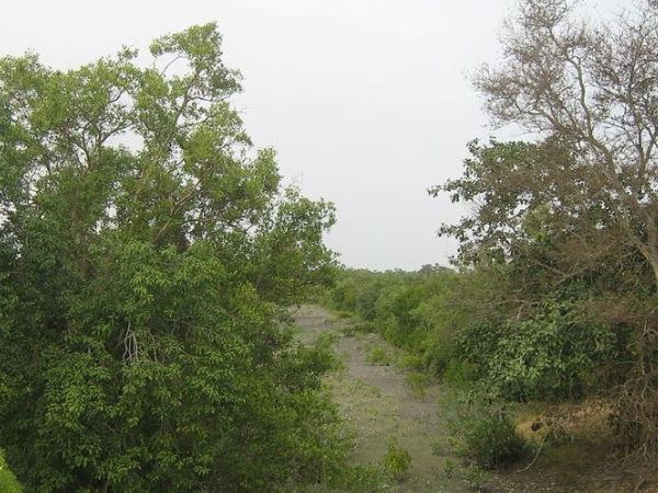 ரிஷ்யப்