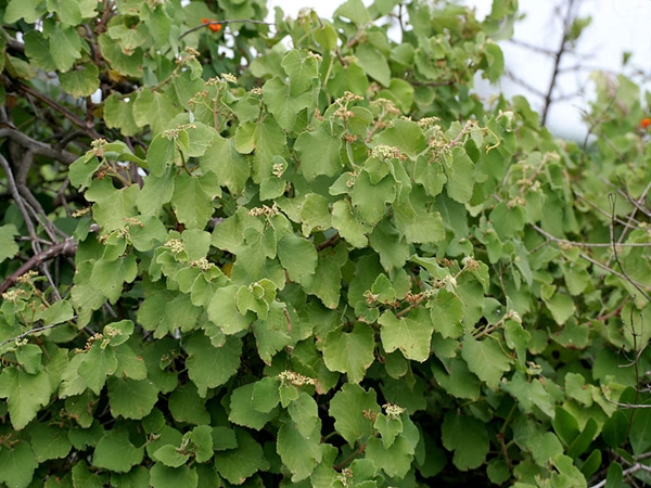 திருவிழாக்கு பெயர்போன மேடக்