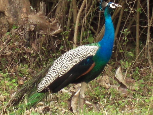 பந்திப்பூர் தேசிய பூங்கா பந்திப்பூர் தேசிய பூங்கா