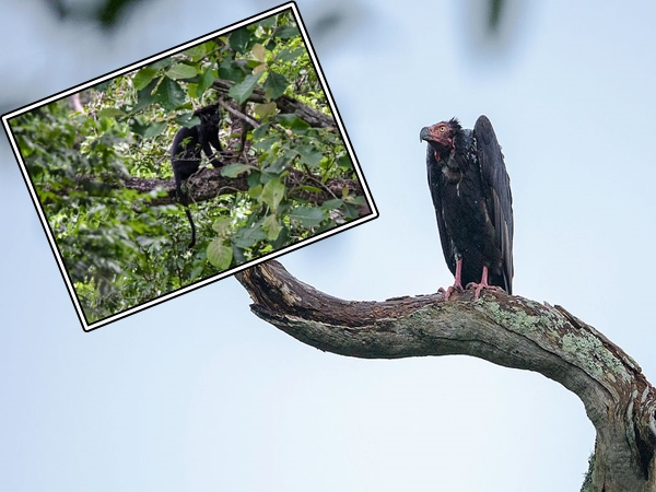  நாகர்ஹோலே 