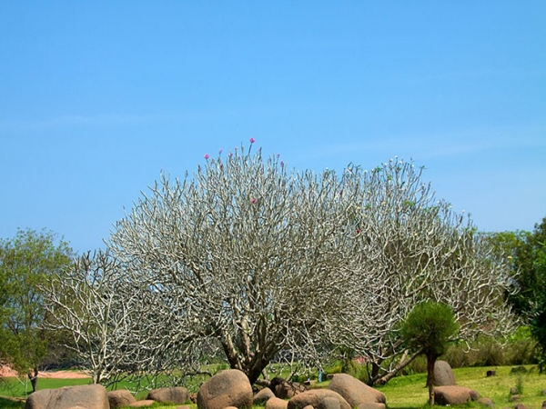 ஆரோவில் நகரம்