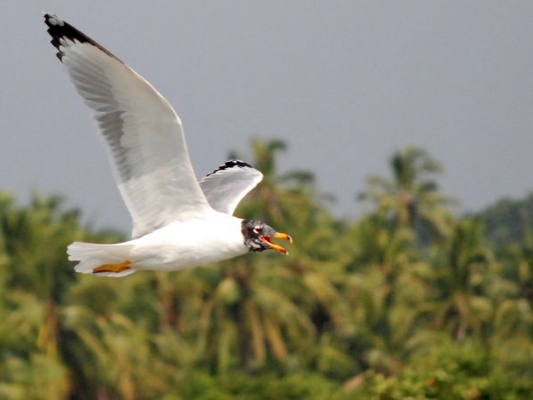 கடலுண்டி பறவைகள் சரணாலயம்