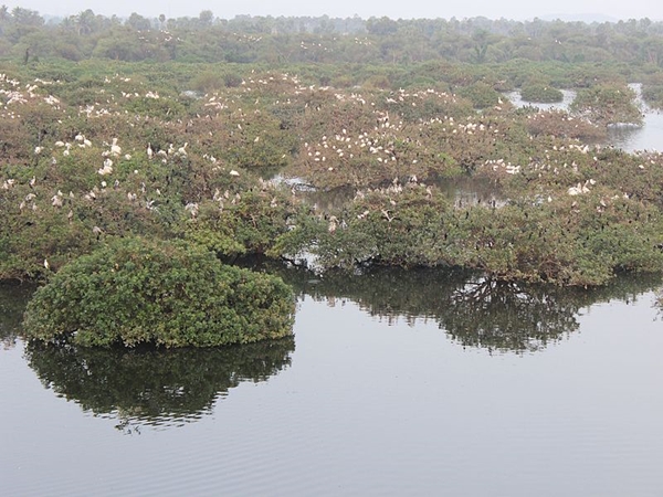 நந்தா தேவி தேசியப் பூங்கா நந்தா தேவி தேசியப் பூங்கா