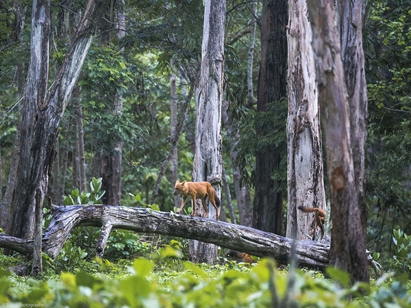 காடு உலா