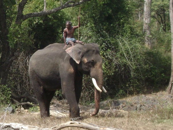 தெப்பக்காடு யானைகள் முகாம் தெப்பக்காடு யானைகள் முகாம்