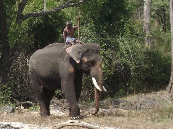 தெப்பக்காடு யானைகள் முகாம்