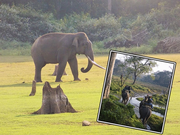 யானைச் சவாரி