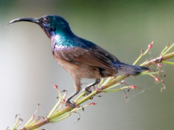 குமரகம் பறவைகள் சரணாலயம் 