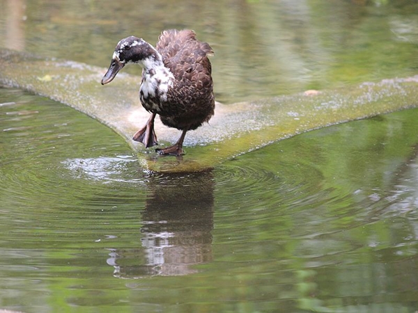 மேட்டூர் அணைக்காக உருவாக்கப்பட்டவை