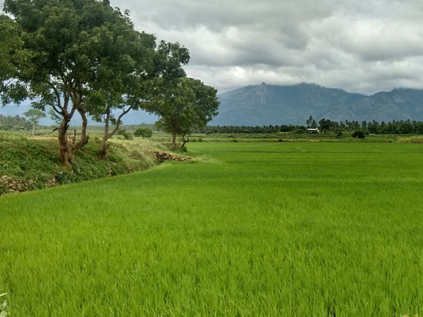 பொள்ளாச்சி எப்போது எப்படி? பொள்ளாச்சி எப்போது எப்படி?