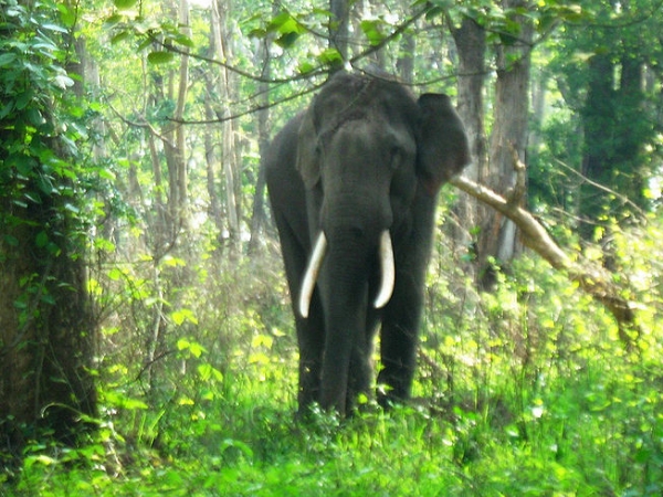 முத்தங்கா காட்டுயிர் சரணாலயம் முத்தங்கா காட்டுயிர் சரணாலயம்