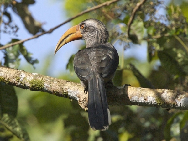 சலிம் அலி பறவைகள் சரணாலயம்