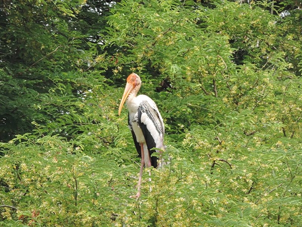 முட்டினகரே பறவைகள் சரணாலயம்