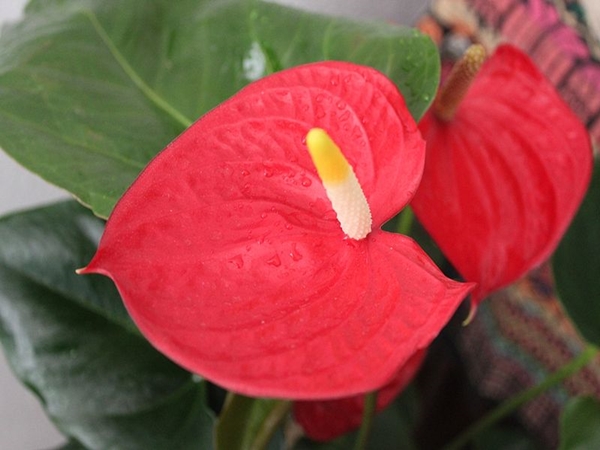 மலைகளின் அழகு