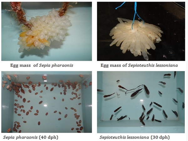 சுகந்தி தேவதாஸன் கடல் ஆராய்ச்சி நிலையம்