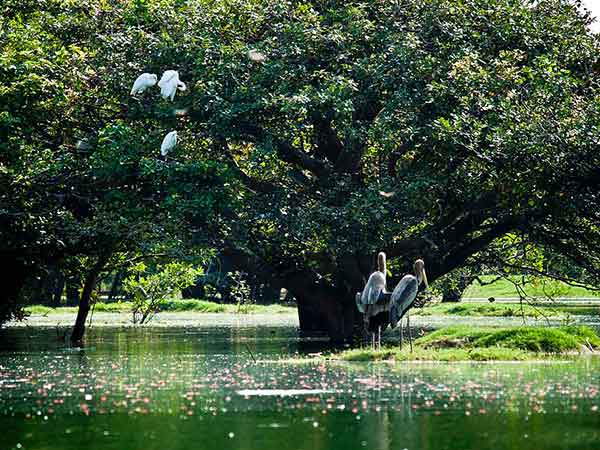 பறவை நோக்கல்: பறவை நோக்கல்: