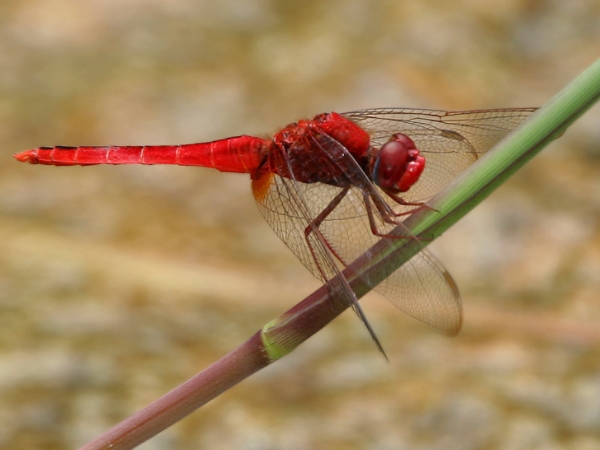 கண்டு ரசிக்க