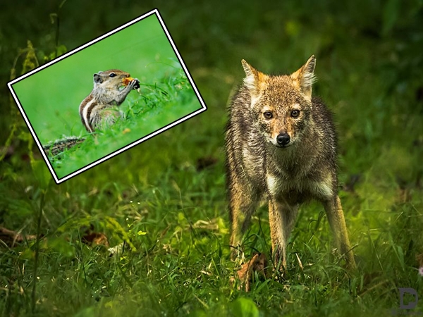  காட்டு விலங்குகள்