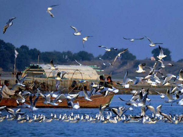 பறவைகள் தற்கொலை செய்யும் இடம்!