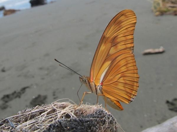 அகோண்டா கடற்கரை