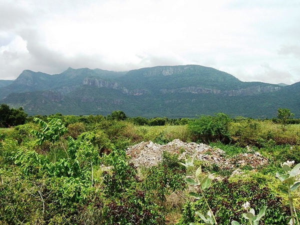 தங்கமாக்கும் மூலிகை