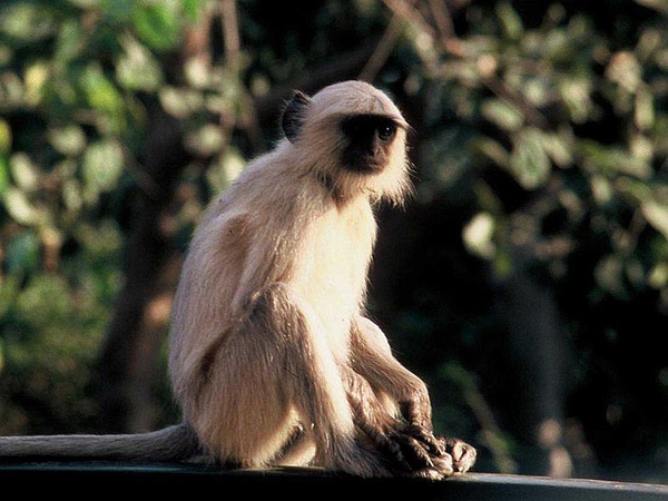 அபோஹர் வன உயிர் சரணாலயம்