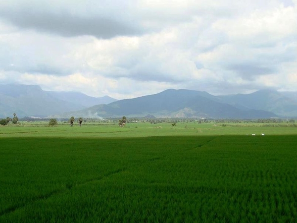 நெற்வயல்கள் நெற்வயல்கள்