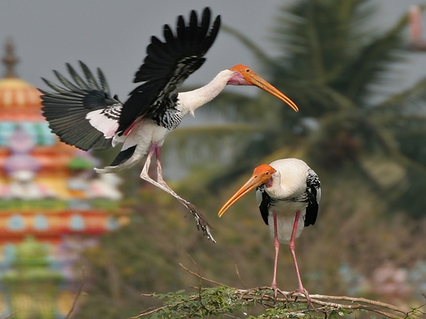 உப்பலபாடு இயற்கை பாதுகாப்பு பூங்கா